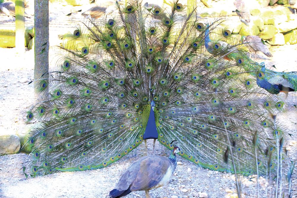 川棚町　「海あそびとグルメのまち。」-4