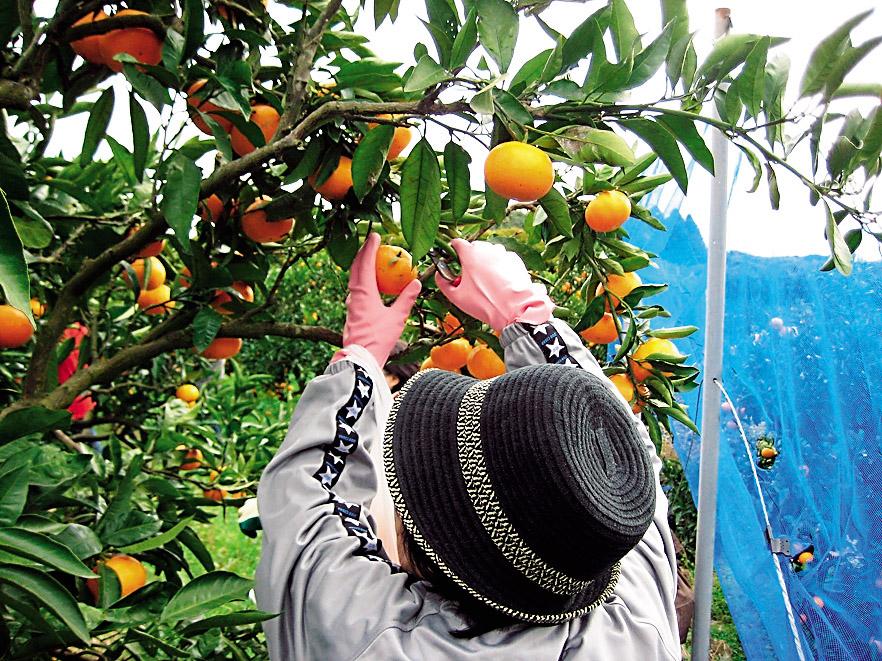 推薦體驗⑨ 農業、水產業體驗-0