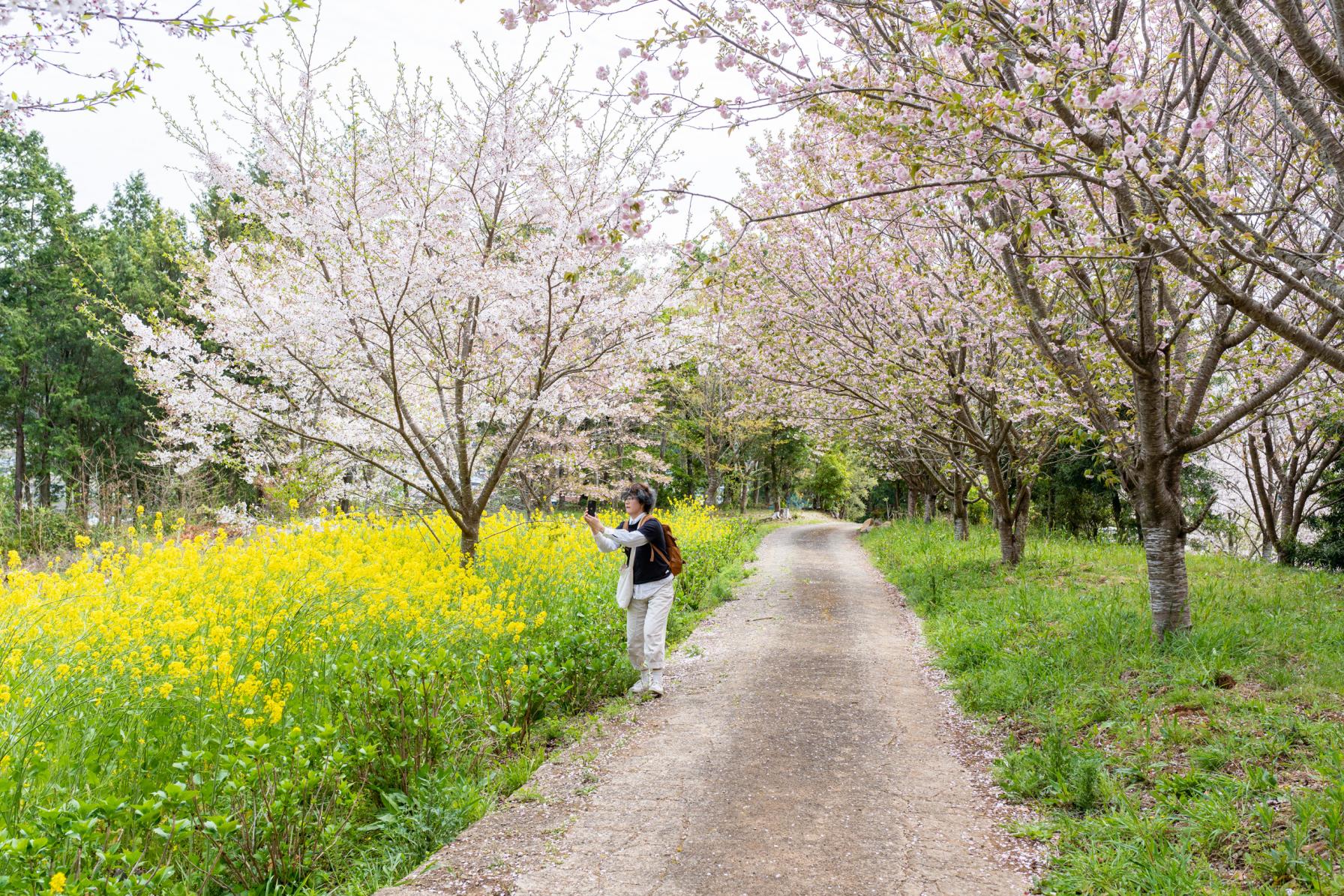 行ってよかった！長崎県の桜の名所レポート-2