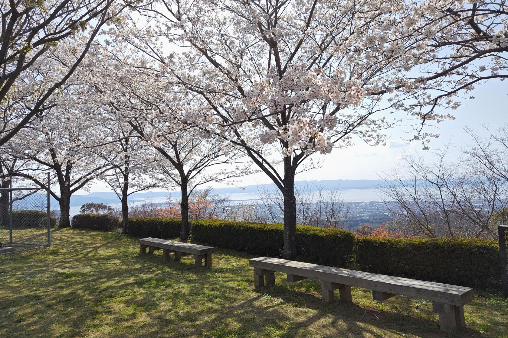 行ってよかった！長崎県の桜の名所レポート-4