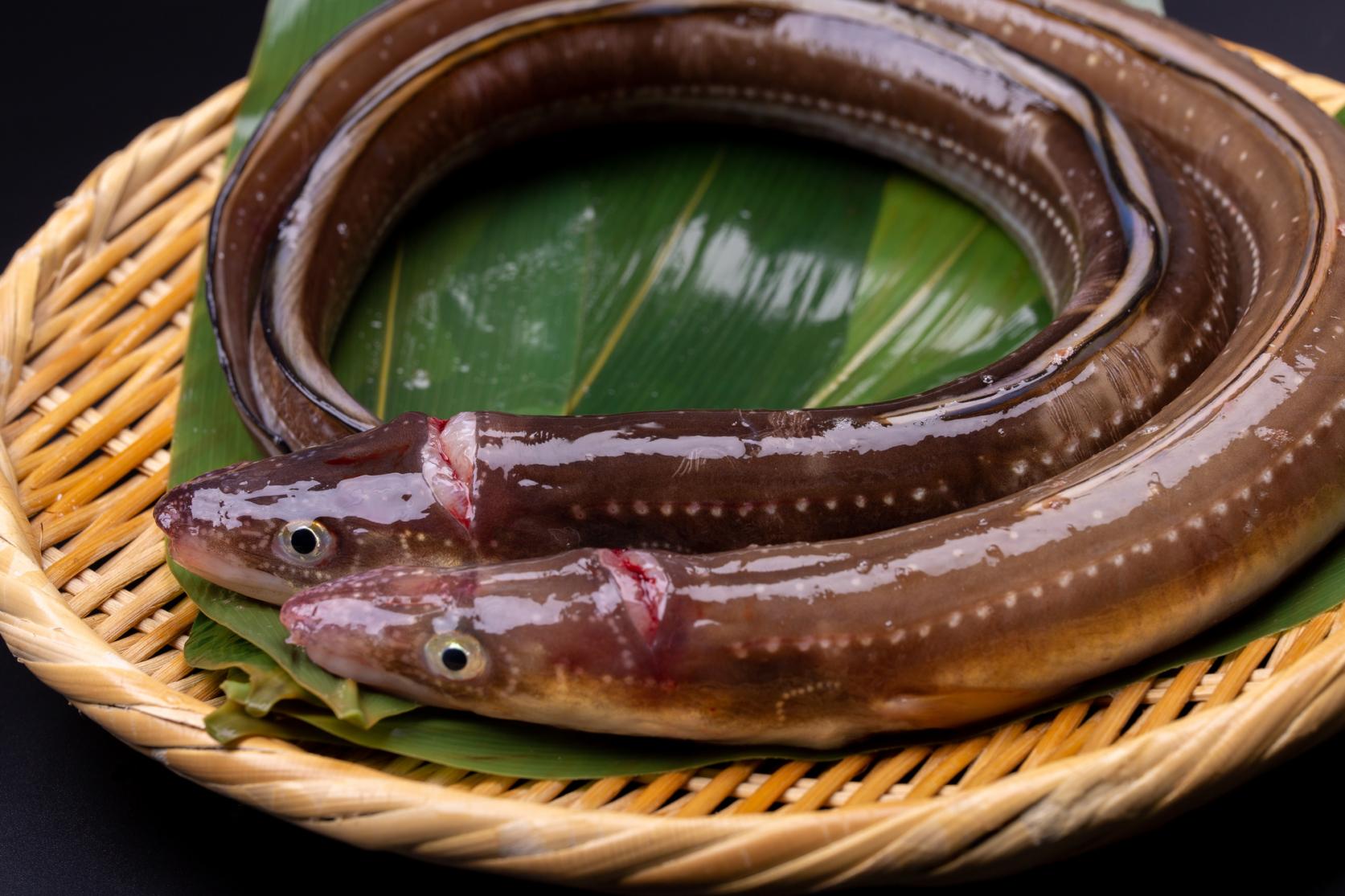 アナゴを食べずに、対馬は語れません！-0