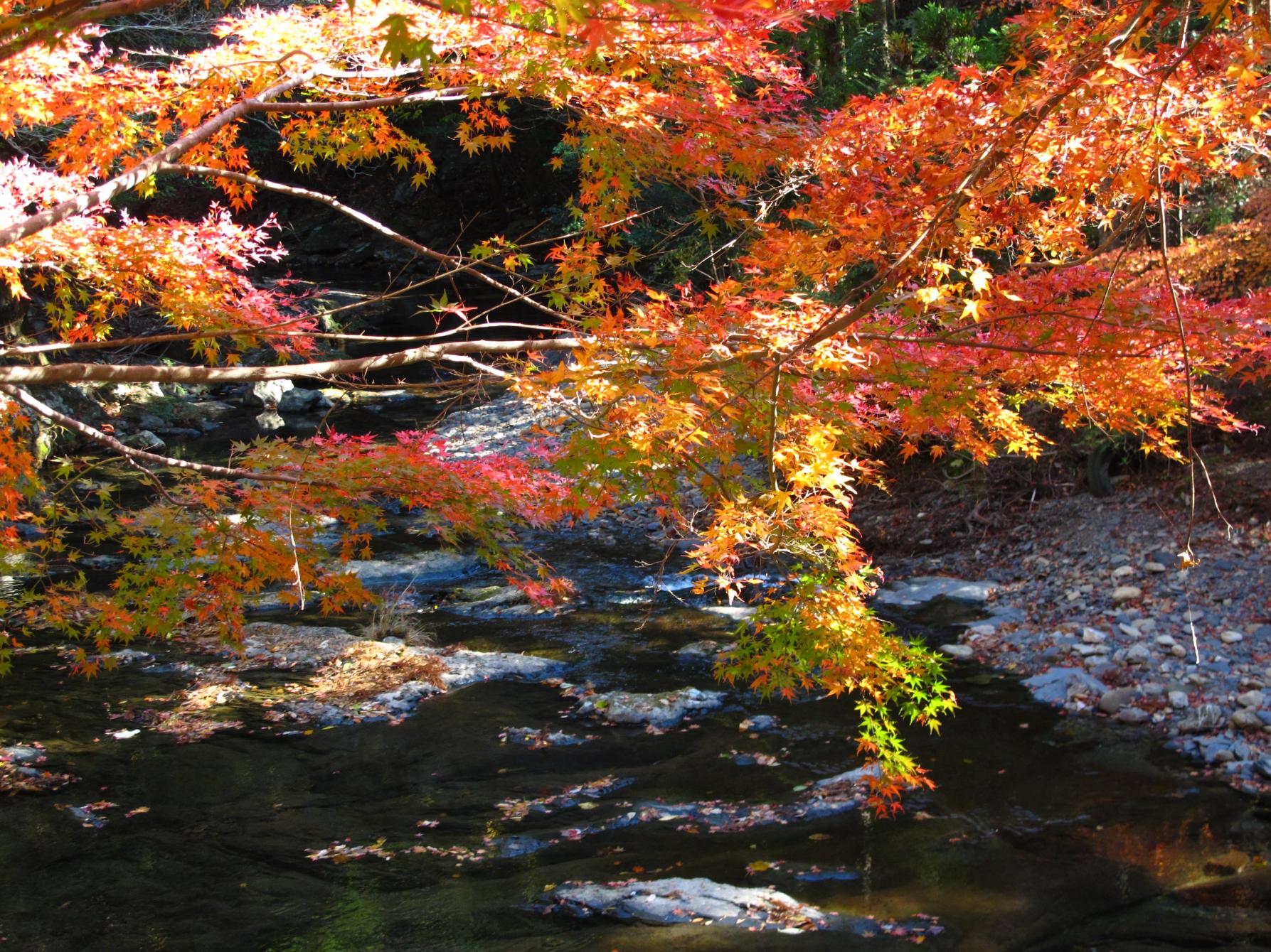 川沿いに連なる紅葉が水面に映る「舟志のもみじ街道」（対馬市）-0