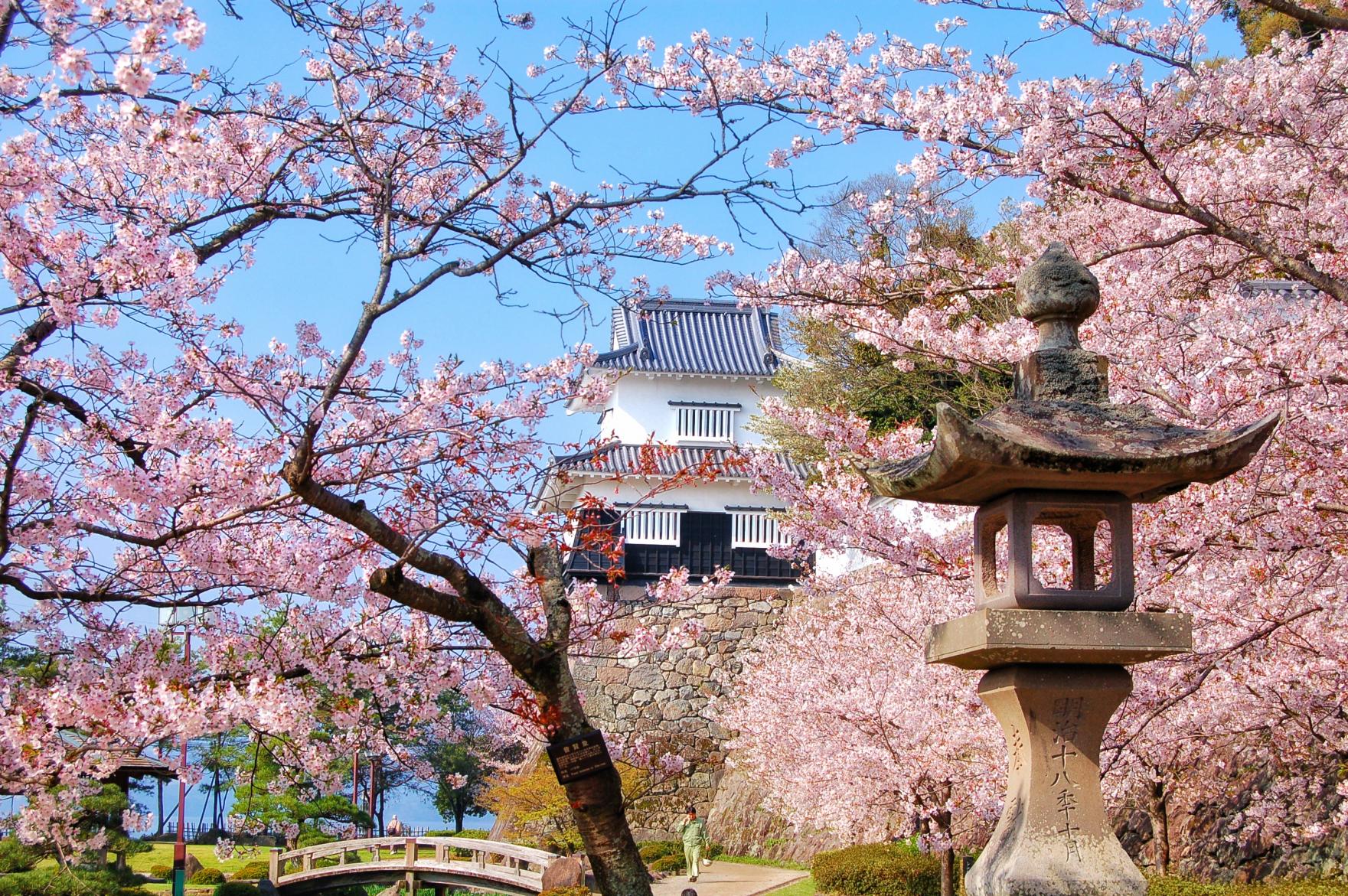 「日本さくら名所百選」の地　大村公園の桜（大村市）-0