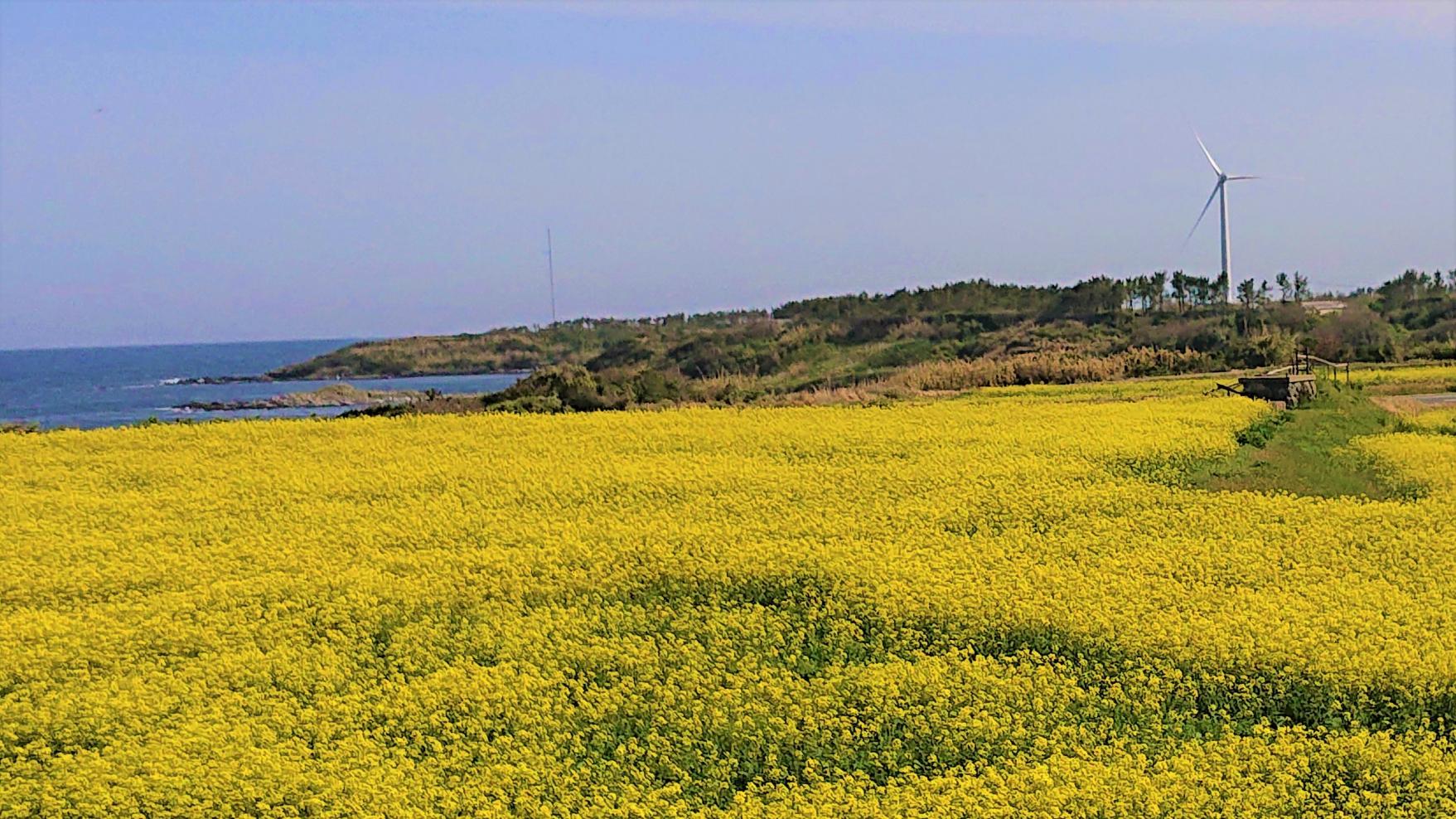 菜の花の黄色と海の青のコントラスト-0