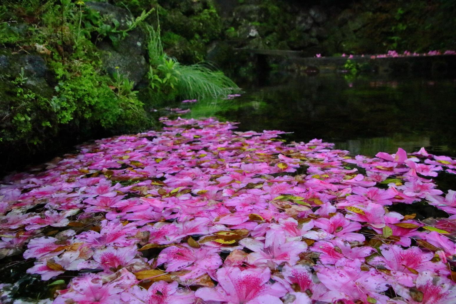 湧水の静けさに花筏（島原市 杉谷 宇土の出口）-0