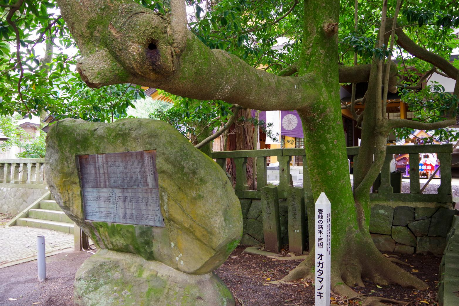 Sumiyoshi Shrine with a Fufu Kusu (Married Couple camphor Tree) That Makes Your Wishes Come True-6