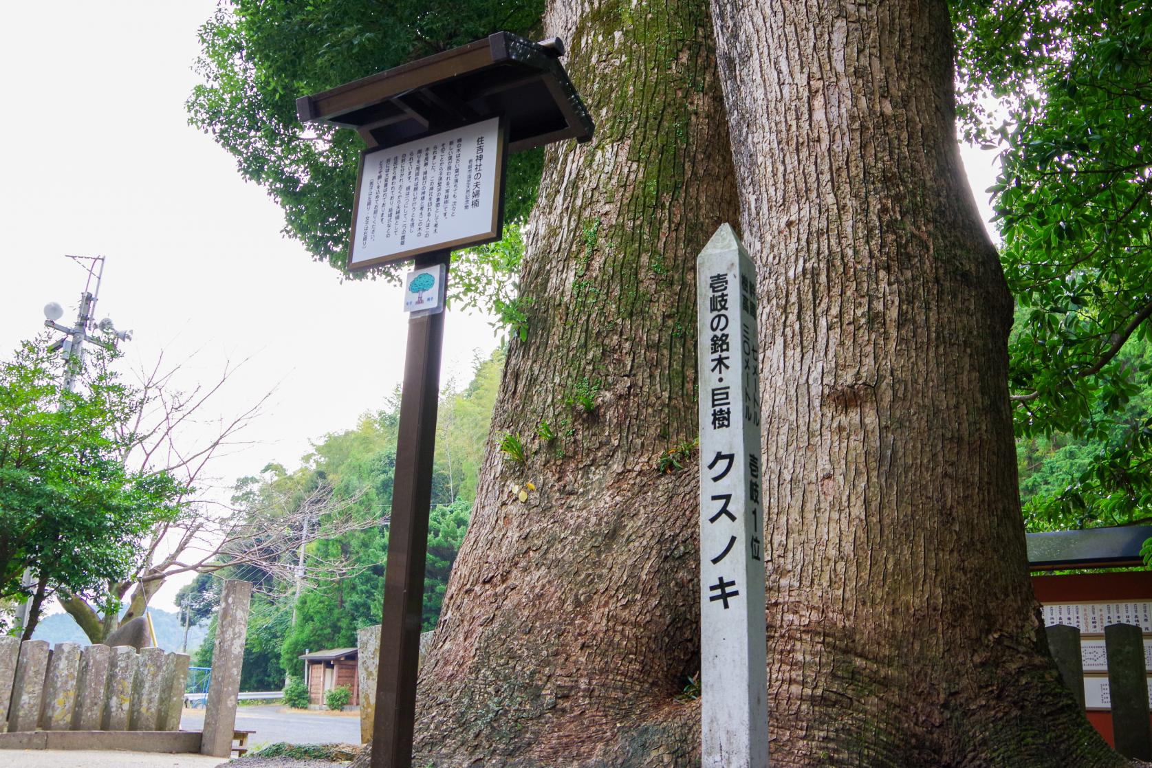 Sumiyoshi Shrine with a Fufu Kusu (Married Couple camphor Tree) That Makes Your Wishes Come True-4