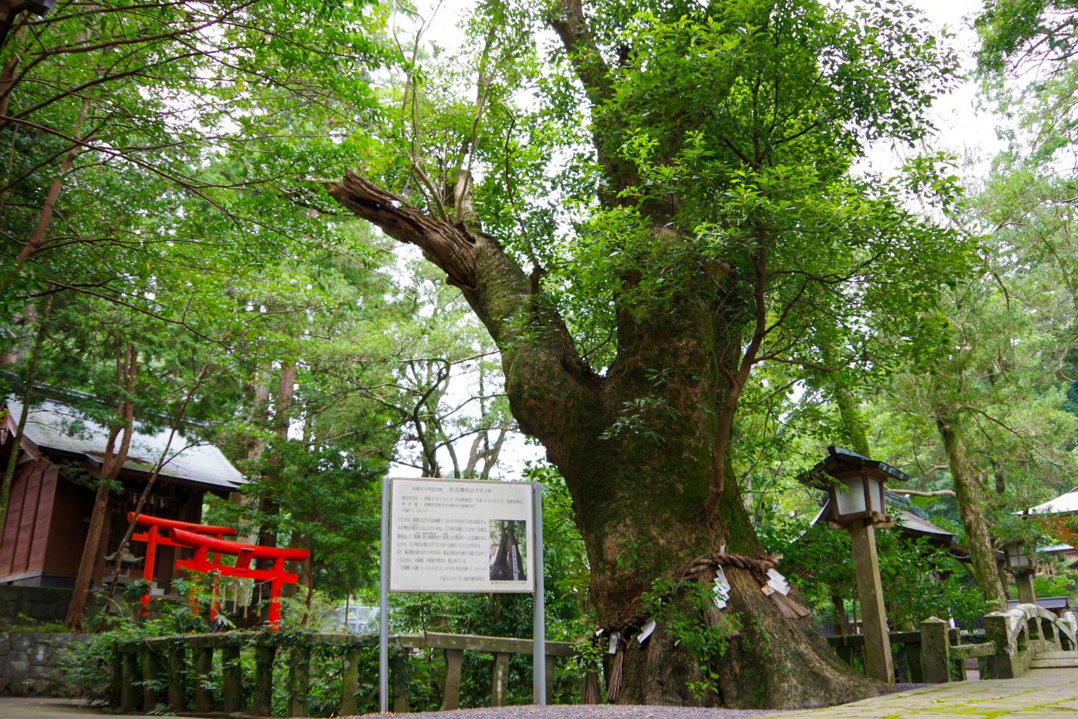 Sumiyoshi Shrine with a Fufu Kusu (Married Couple camphor Tree) That Makes Your Wishes Come True-3