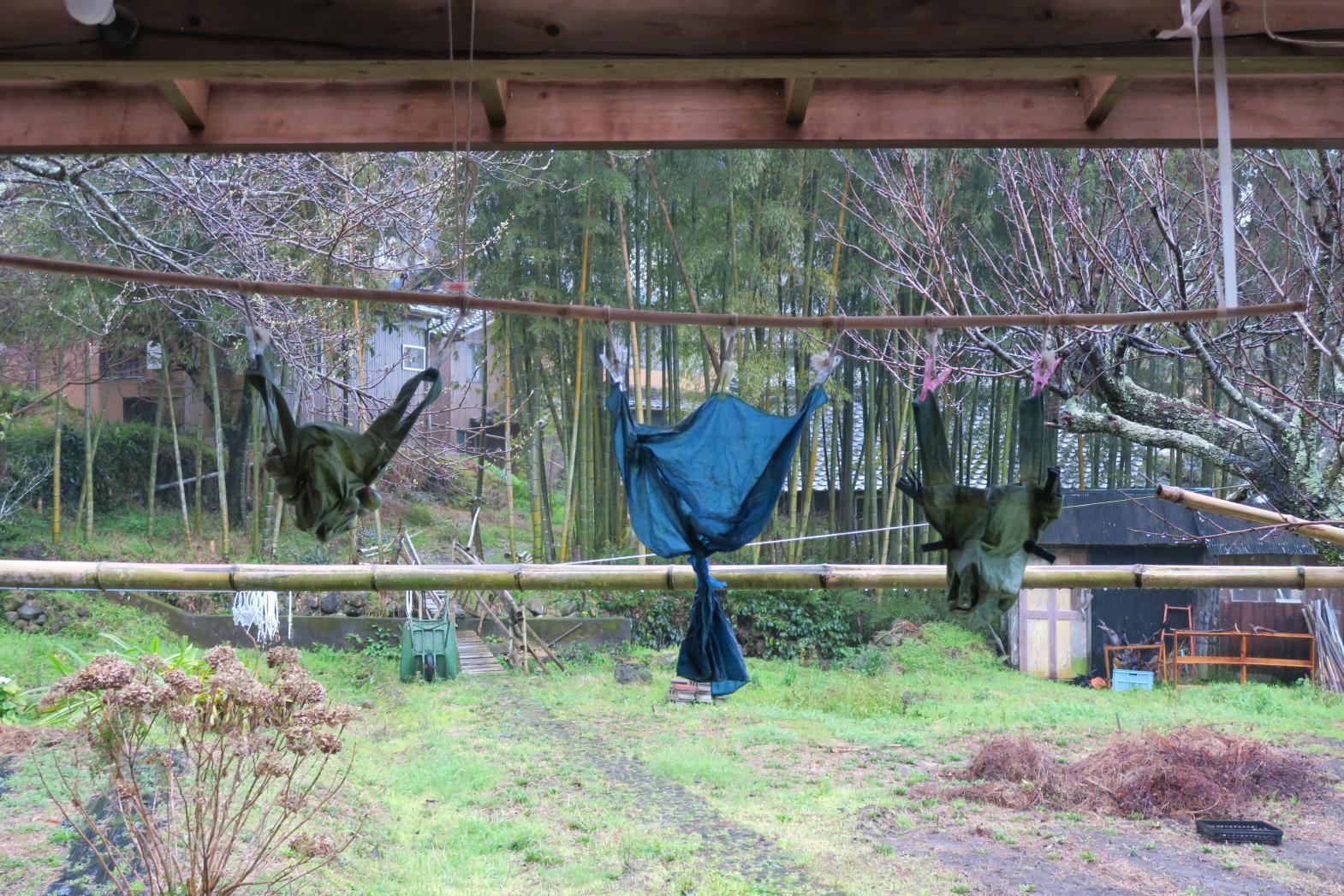 Aiakane Kobo : The Traditional Indigo Dyeing Experience-0