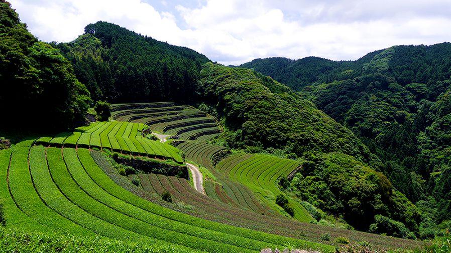 Higashi-Sonogi – Green Tea Tourism-0