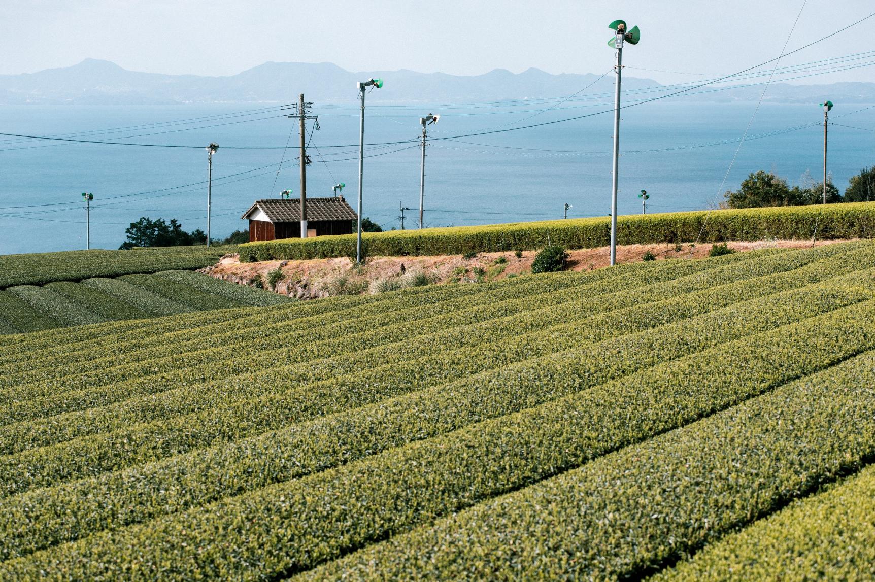 The Sea and the Tea Gardens-1