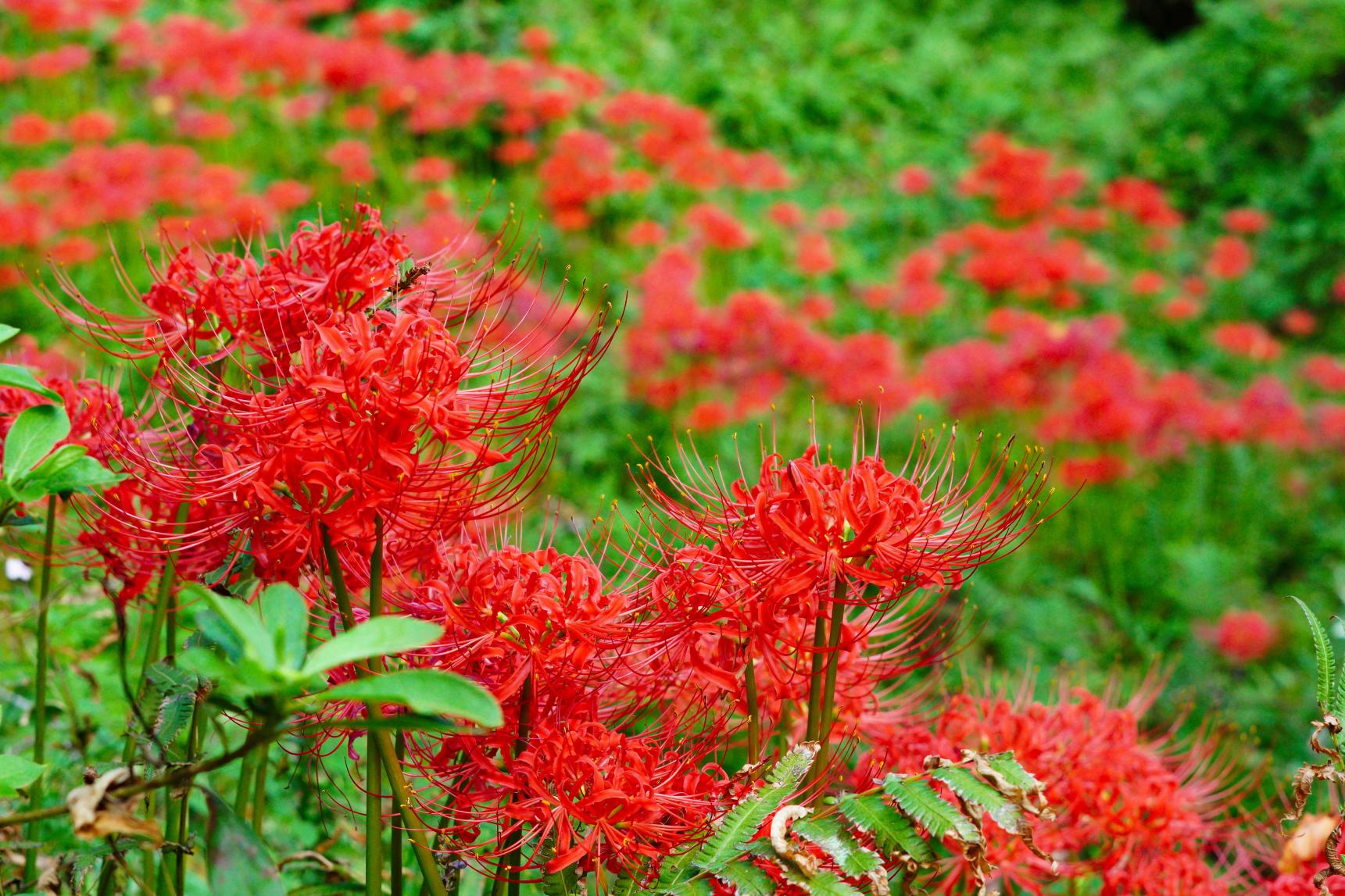 秋のおすすめ-9