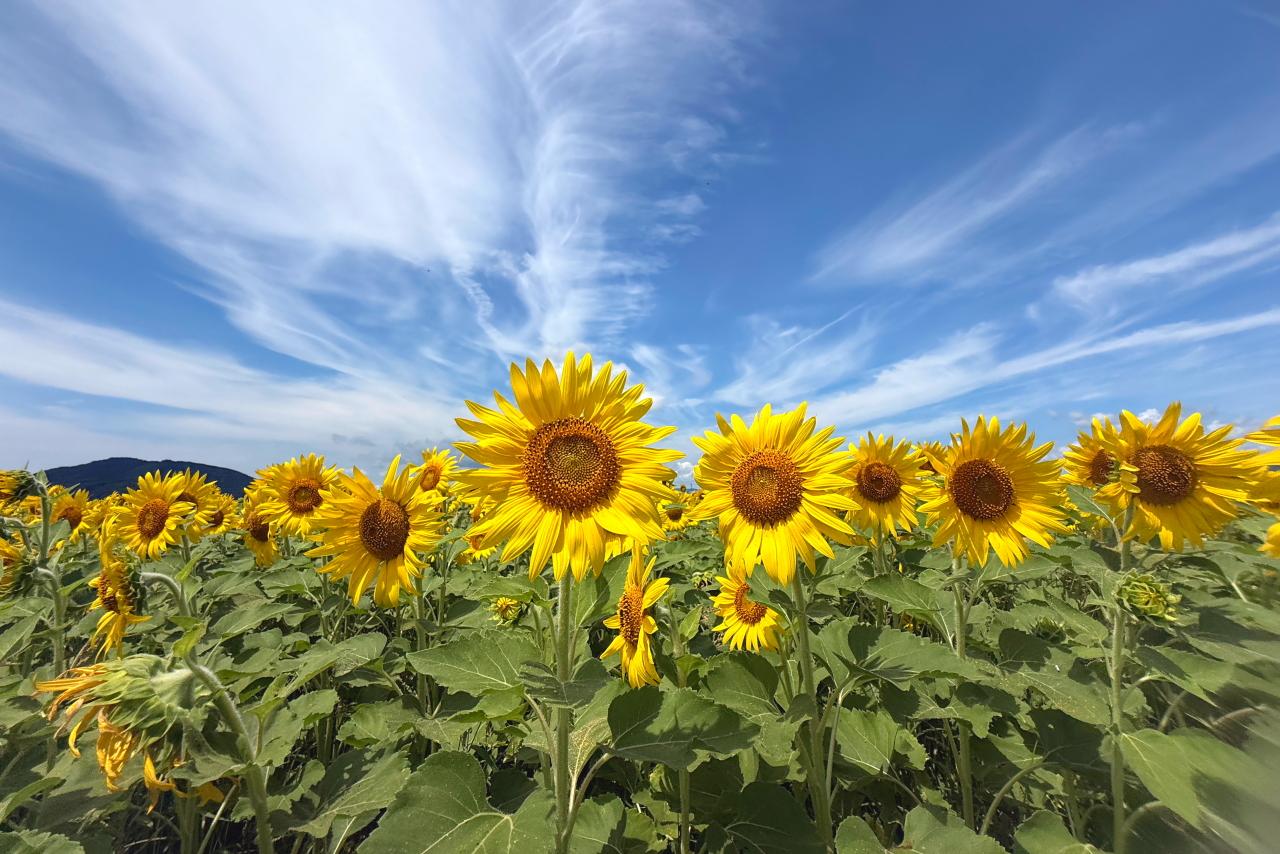夏のおすすめ-1