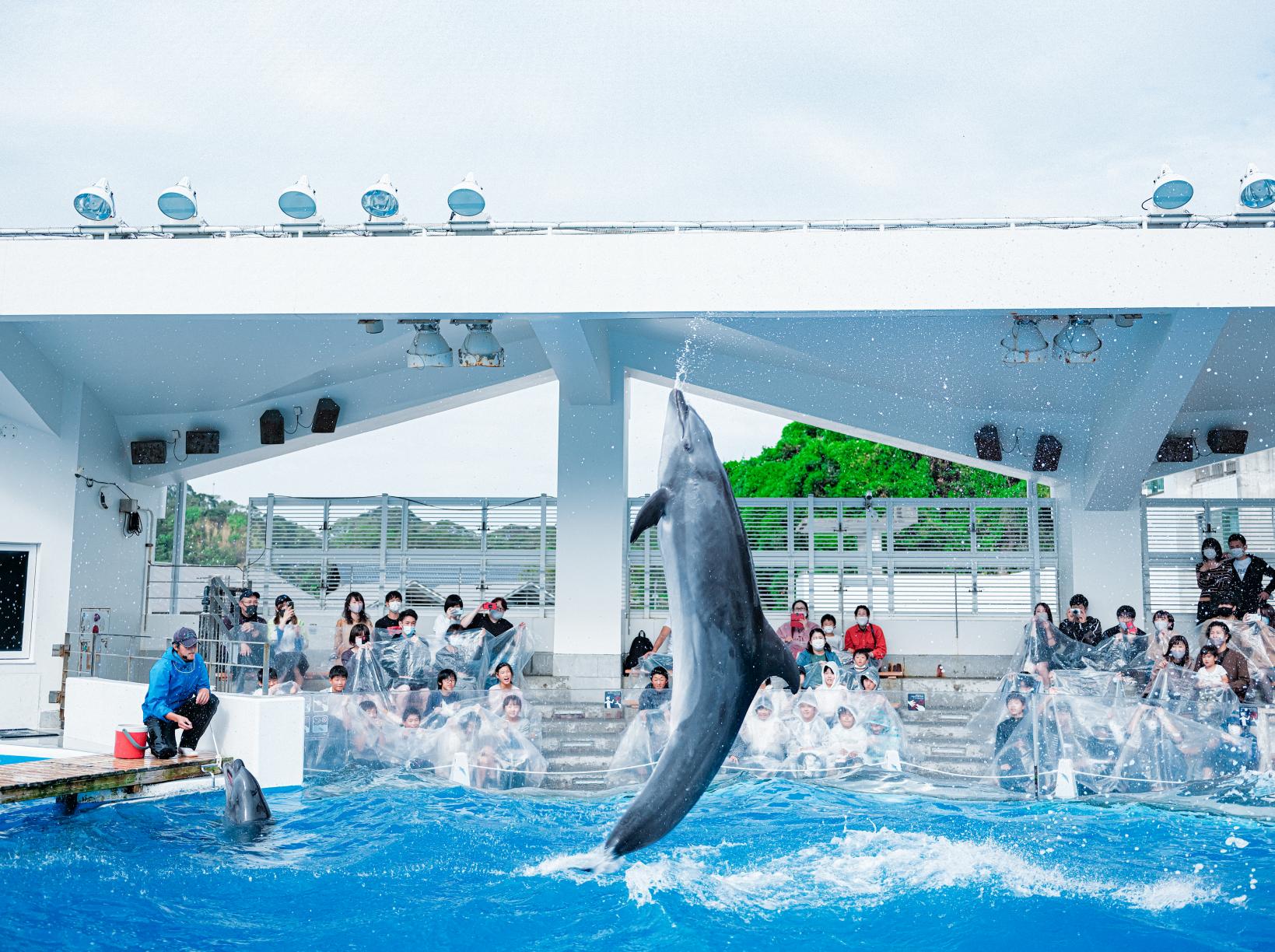 Kujukushima Aquarium Umi Kirara-1