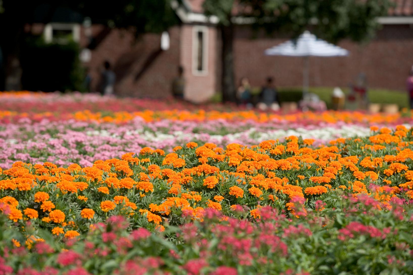 Don’t Miss this Place! A Popular Spot in Autumn and Winter-8