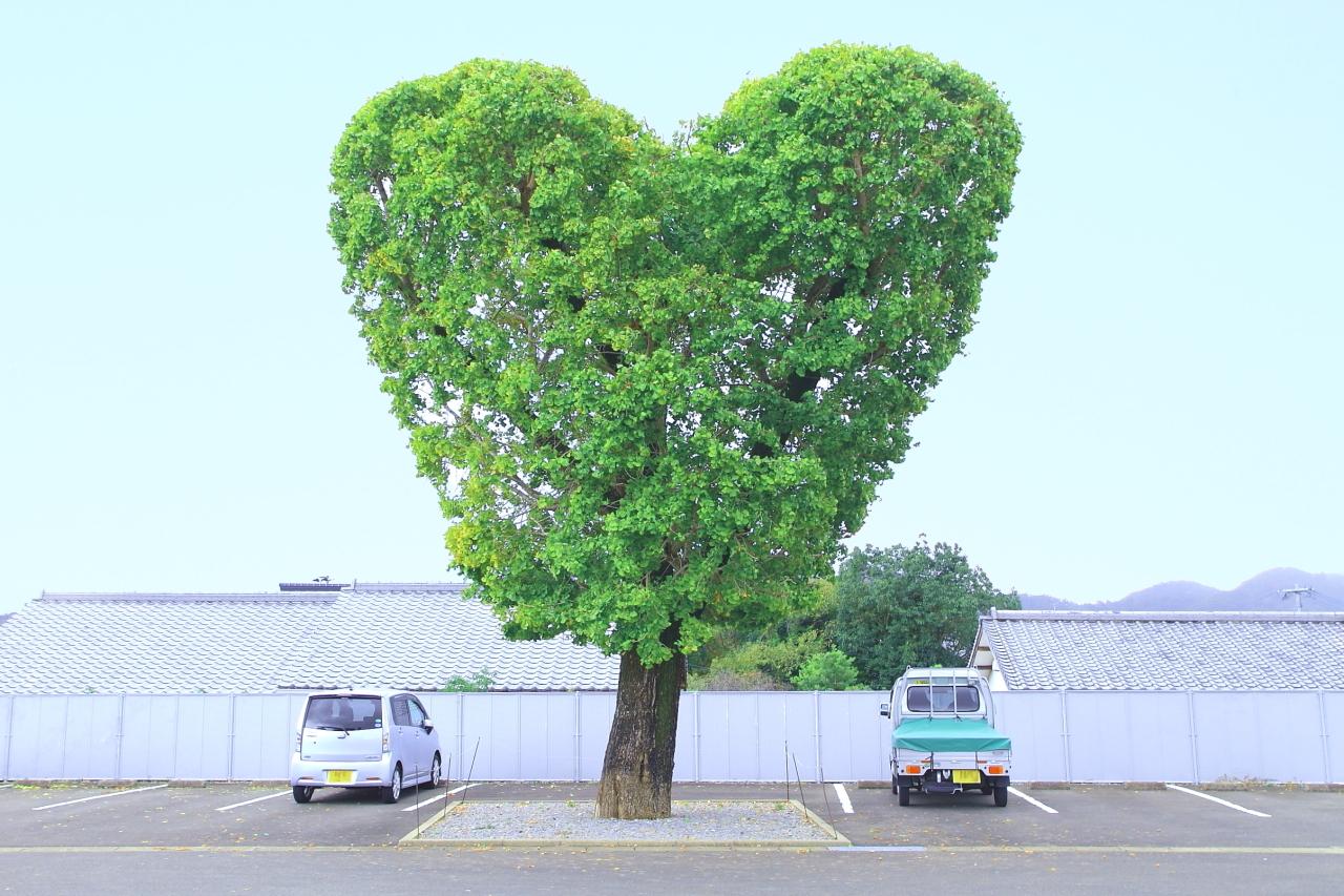 Heart-shaped Ginkgo Trees-1