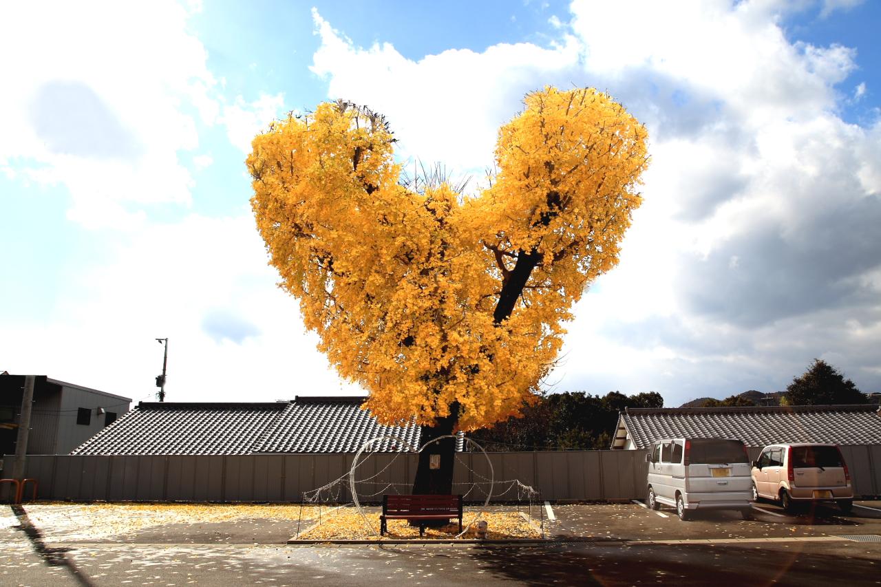Heart-shaped Ginkgo Trees-0