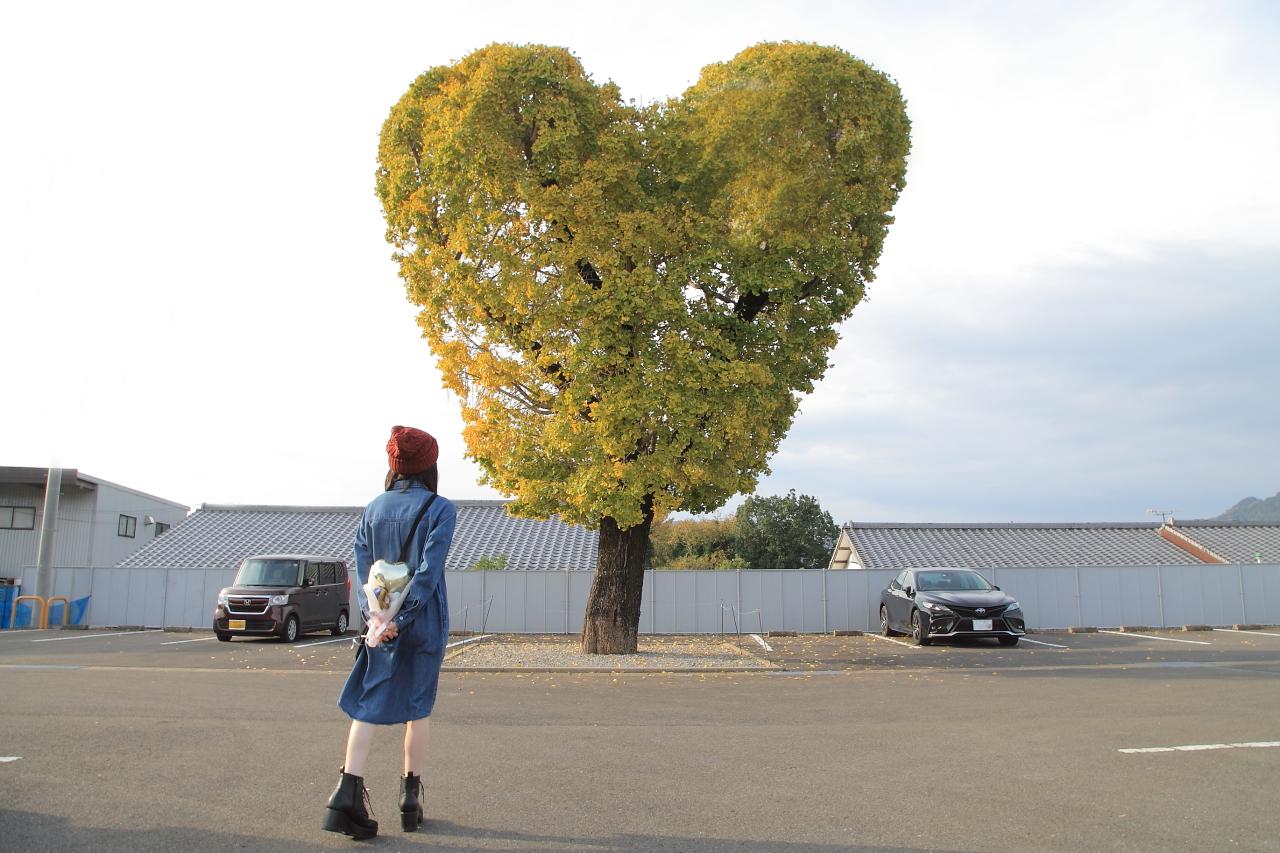 Heart-shaped Ginkgo Trees-2