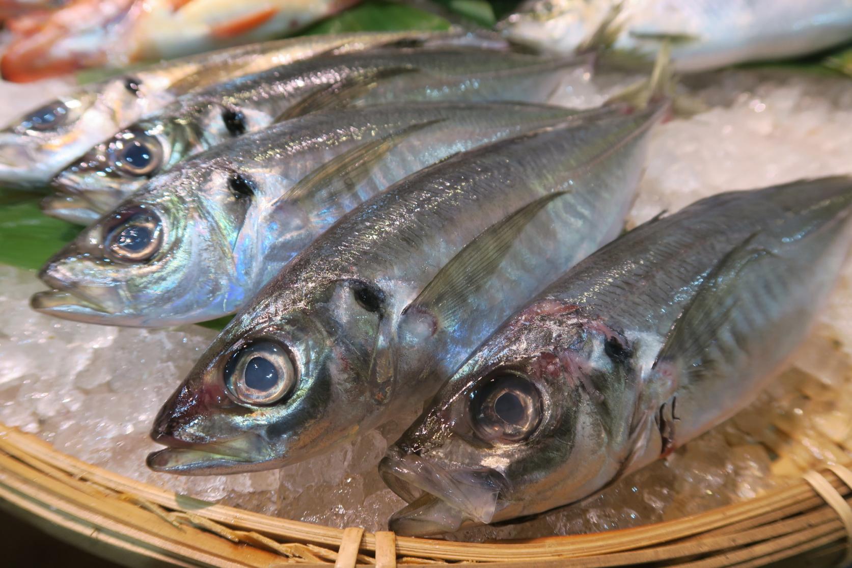 長崎的魚種數量居日本之冠！生魚片新鮮美味，種類豐富！-5