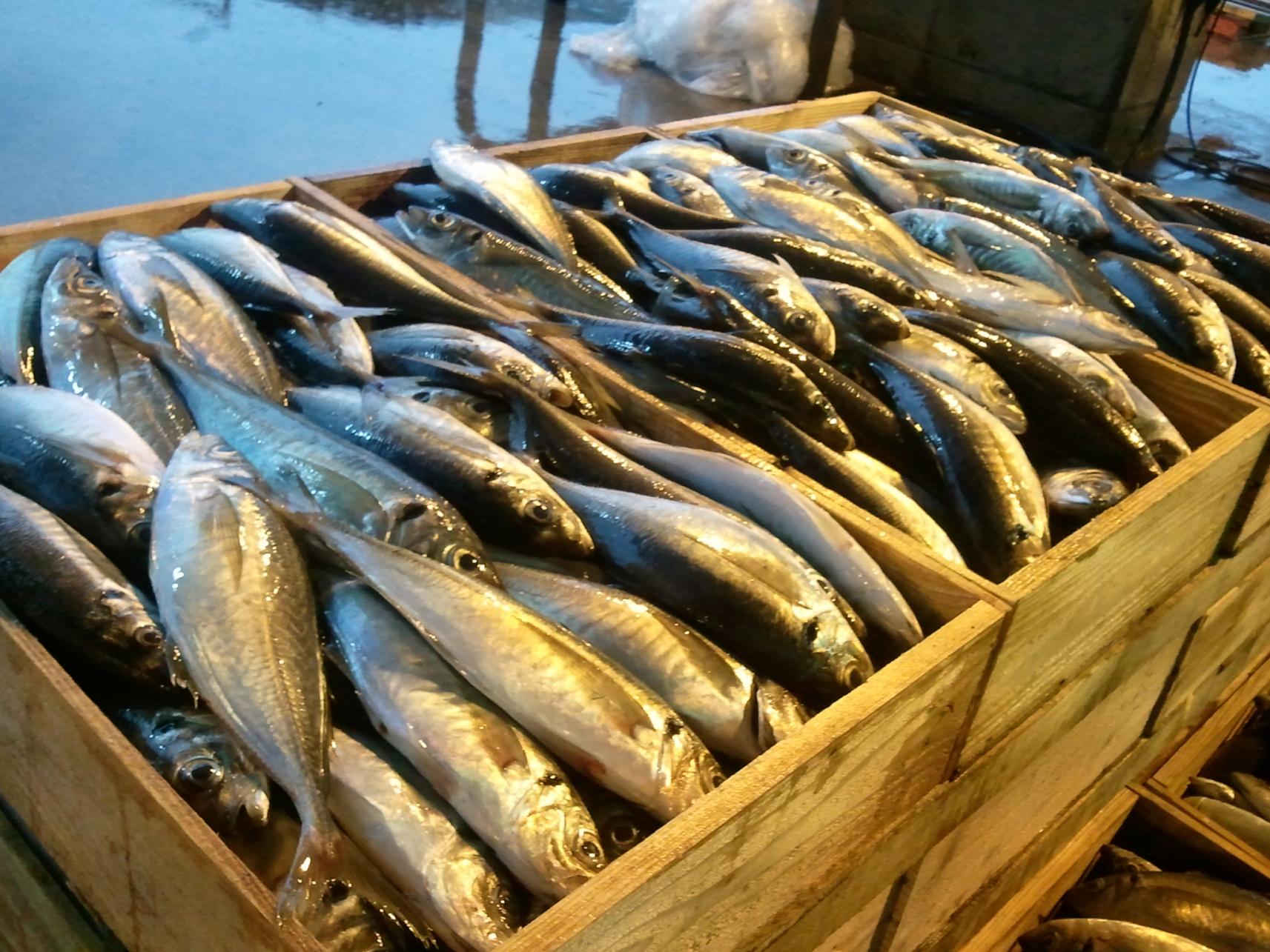 長崎的魚種數量居日本之冠！生魚片新鮮美味，種類豐富！-2