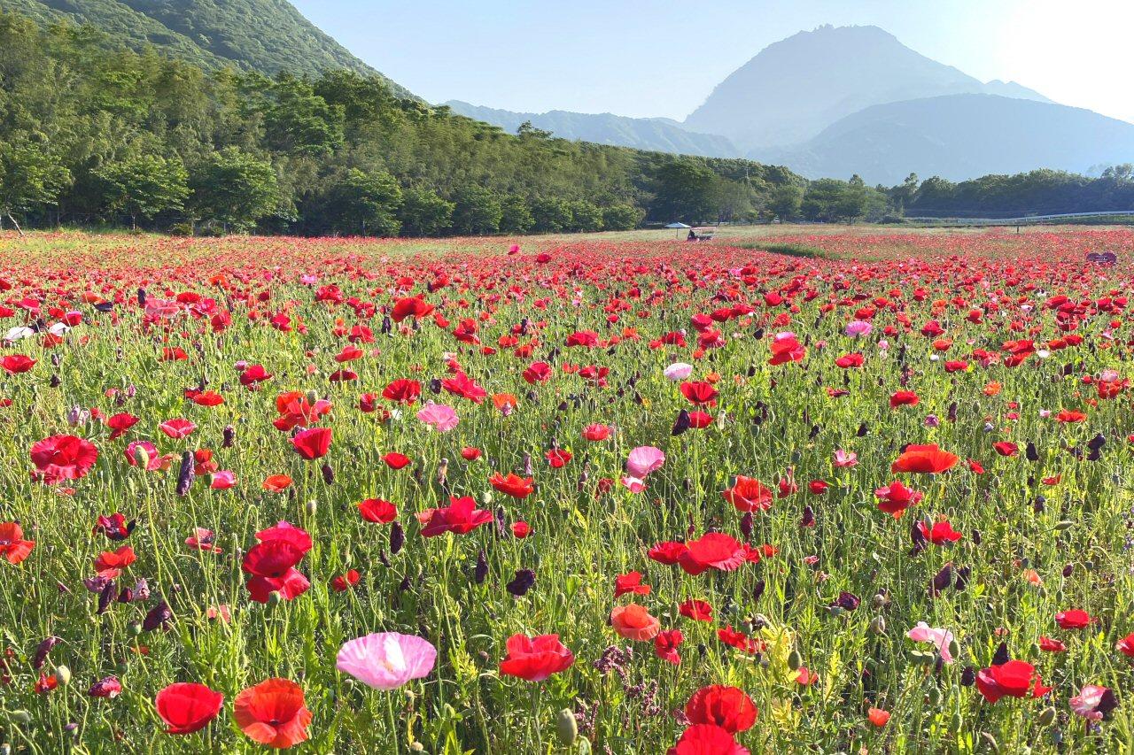 平成新山と桜・菜の花・ミックスフラワーのコラボレーション（島原市）-1