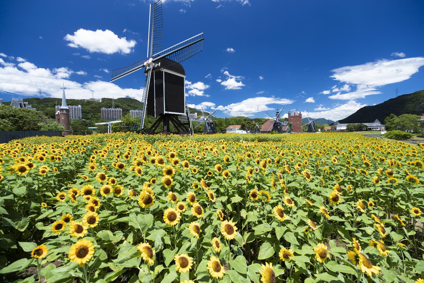 City of Flowers: A Blooming Paradise Awaits All Year Round-6