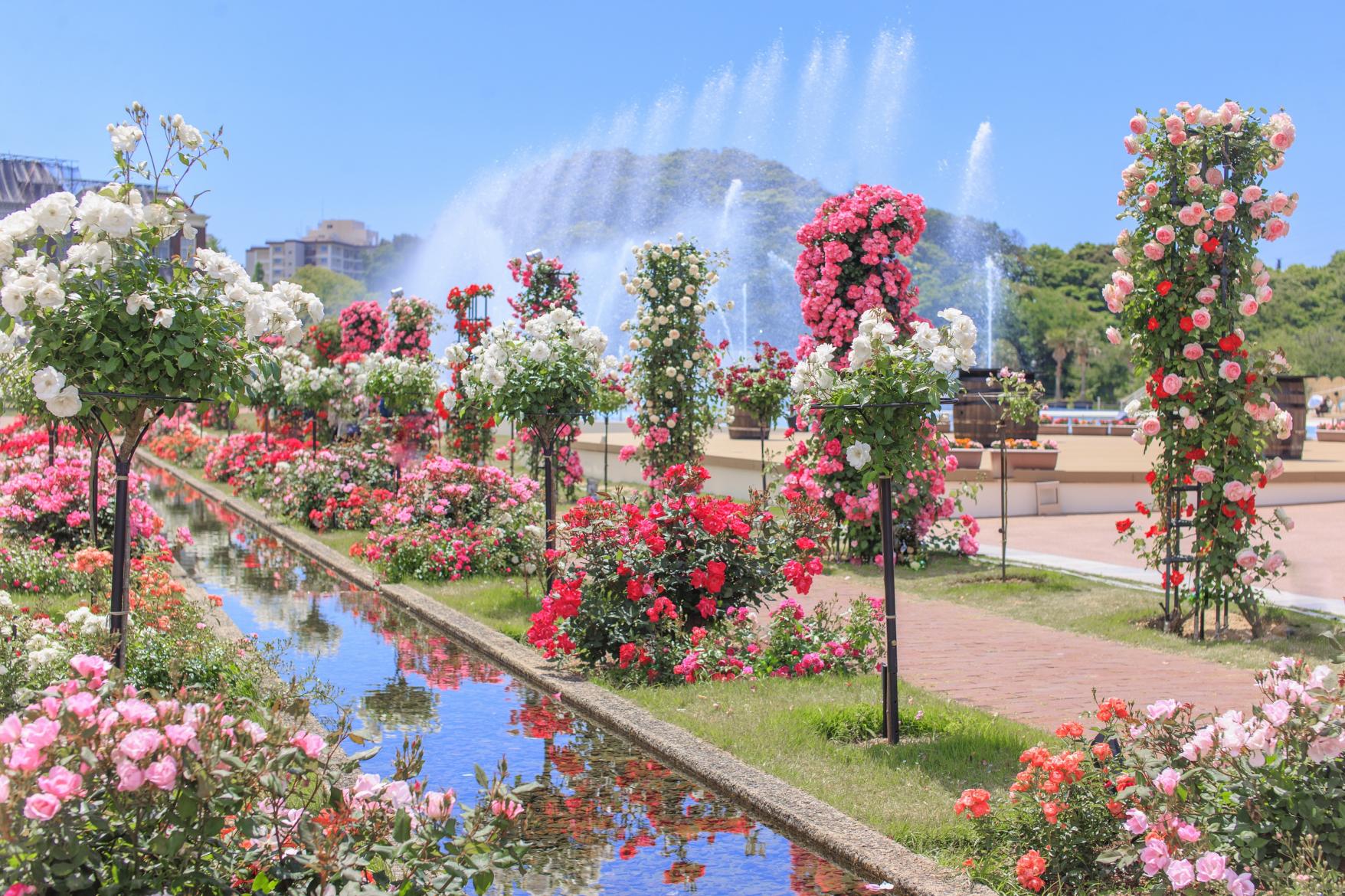 City of Flowers: A Blooming Paradise Awaits All Year Round-5
