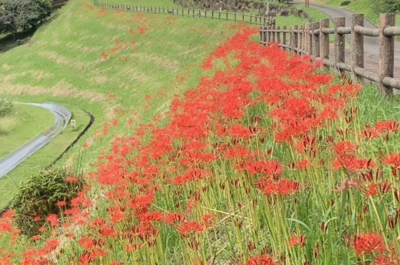 山茶花高原ピクニックパーク&ハーブ園（諫早市）-1