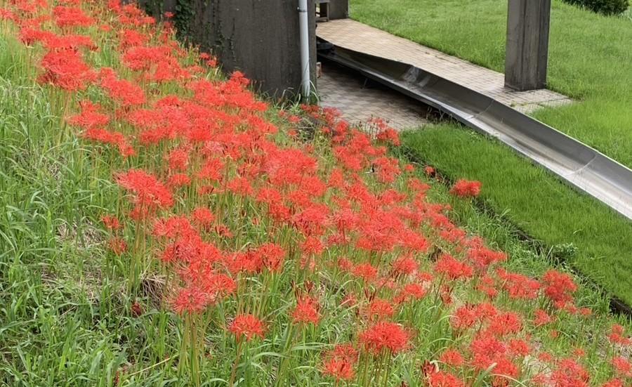 山茶花高原ピクニックパーク&ハーブ園（諫早市）-0