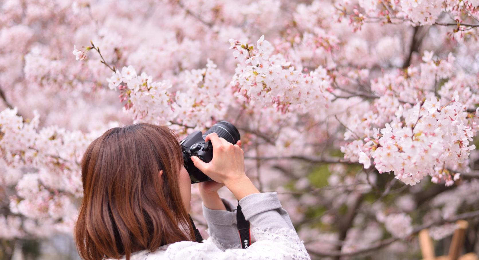 お花見スポット特集～長崎の桜・花の名所で春を感じよう！-1