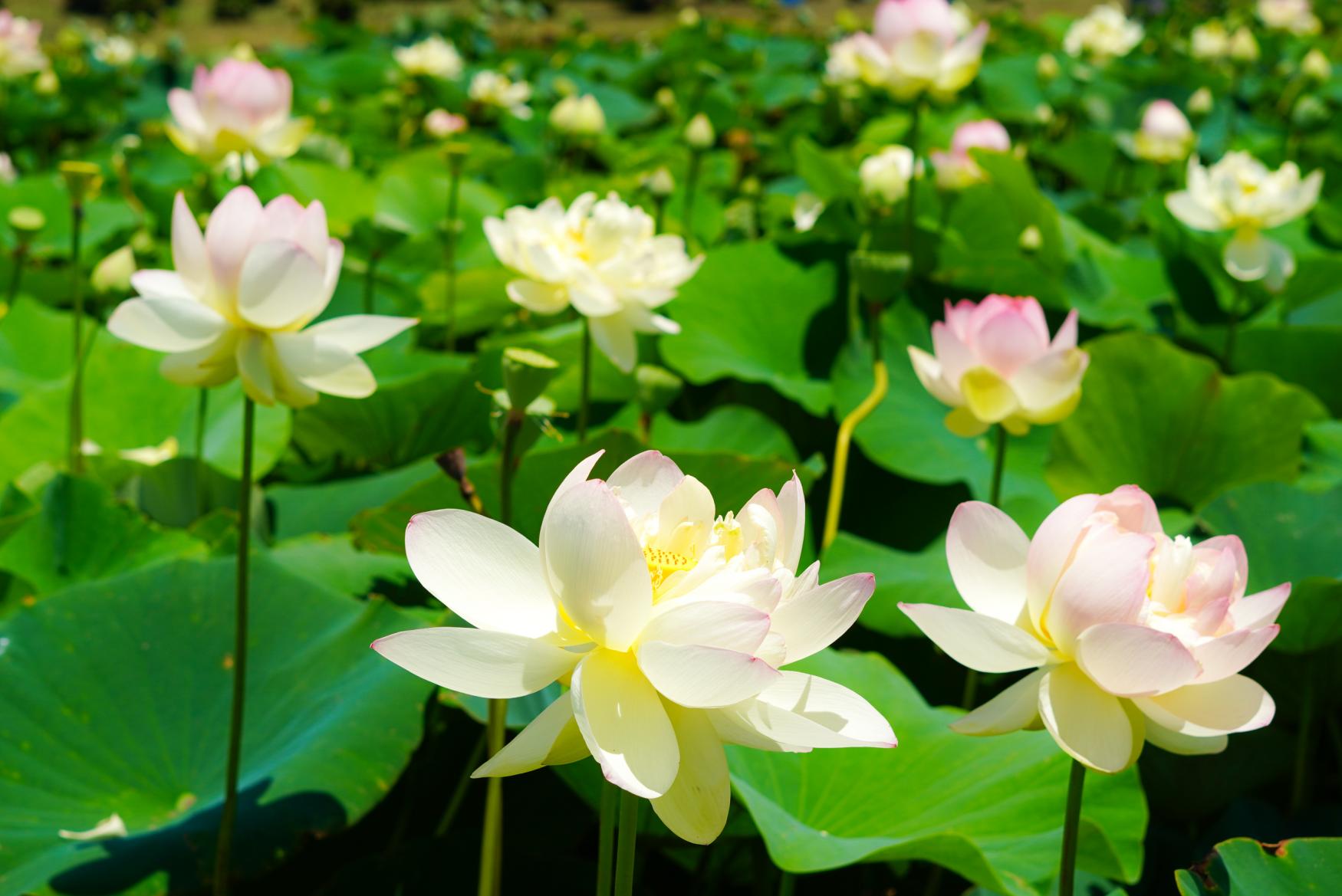 美しい蓮の花と名物れんこん料理を堪能～花・グルメ・温泉で癒しの旅～-1