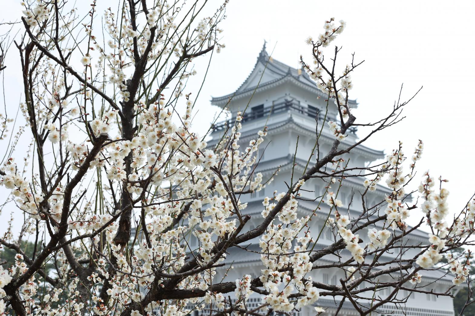 【2026年版】長崎県の梅の花観賞スポット｜香りに癒される早春のお花見-1