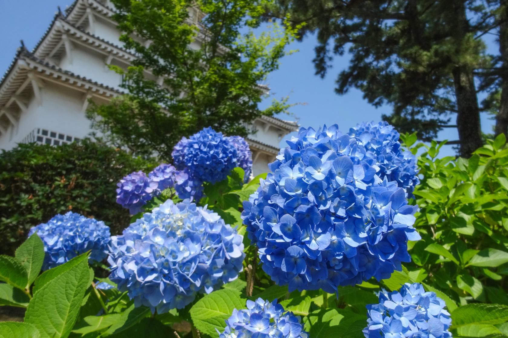 hydrangea in early summer-2