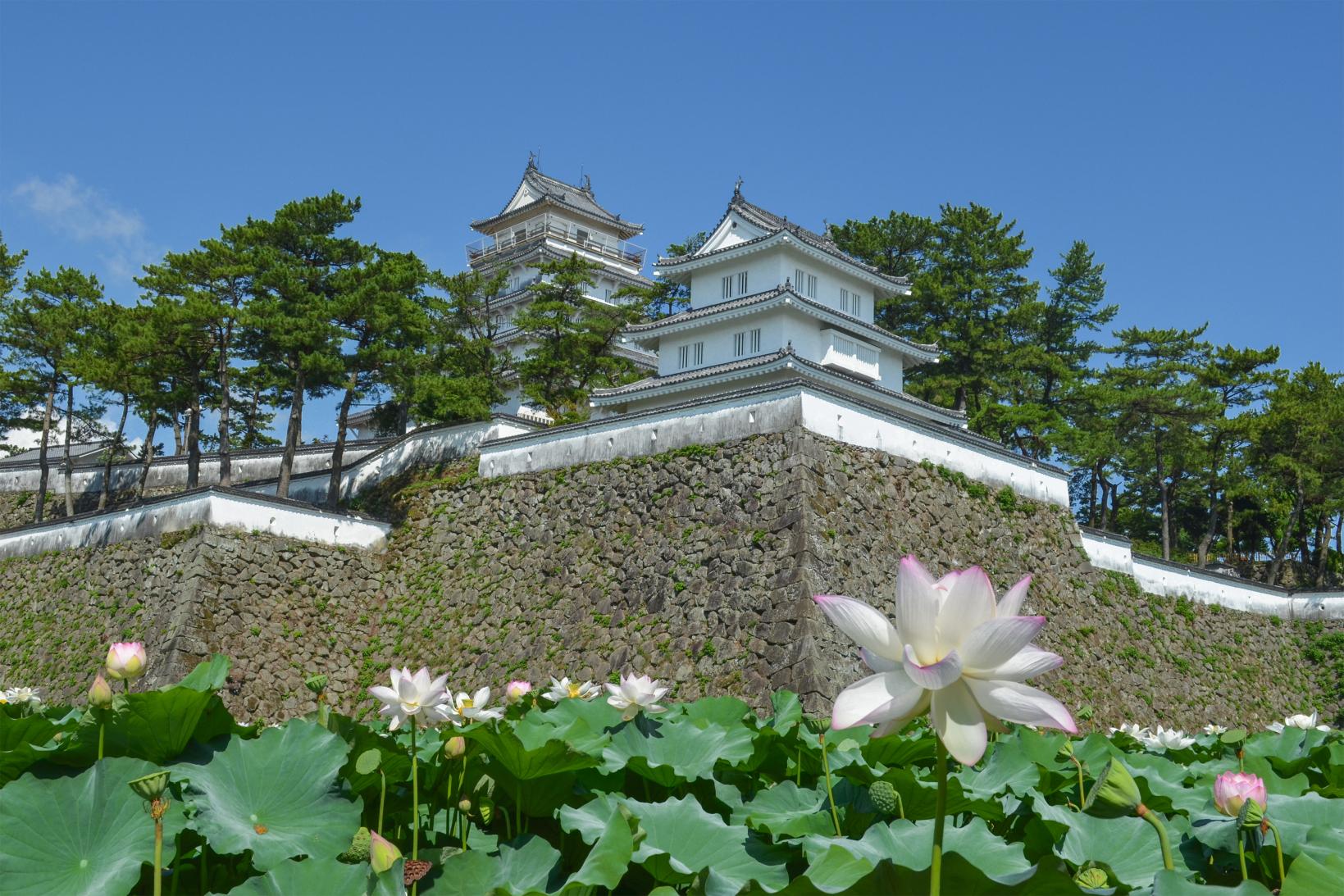 Early Summer (Lotus)-1