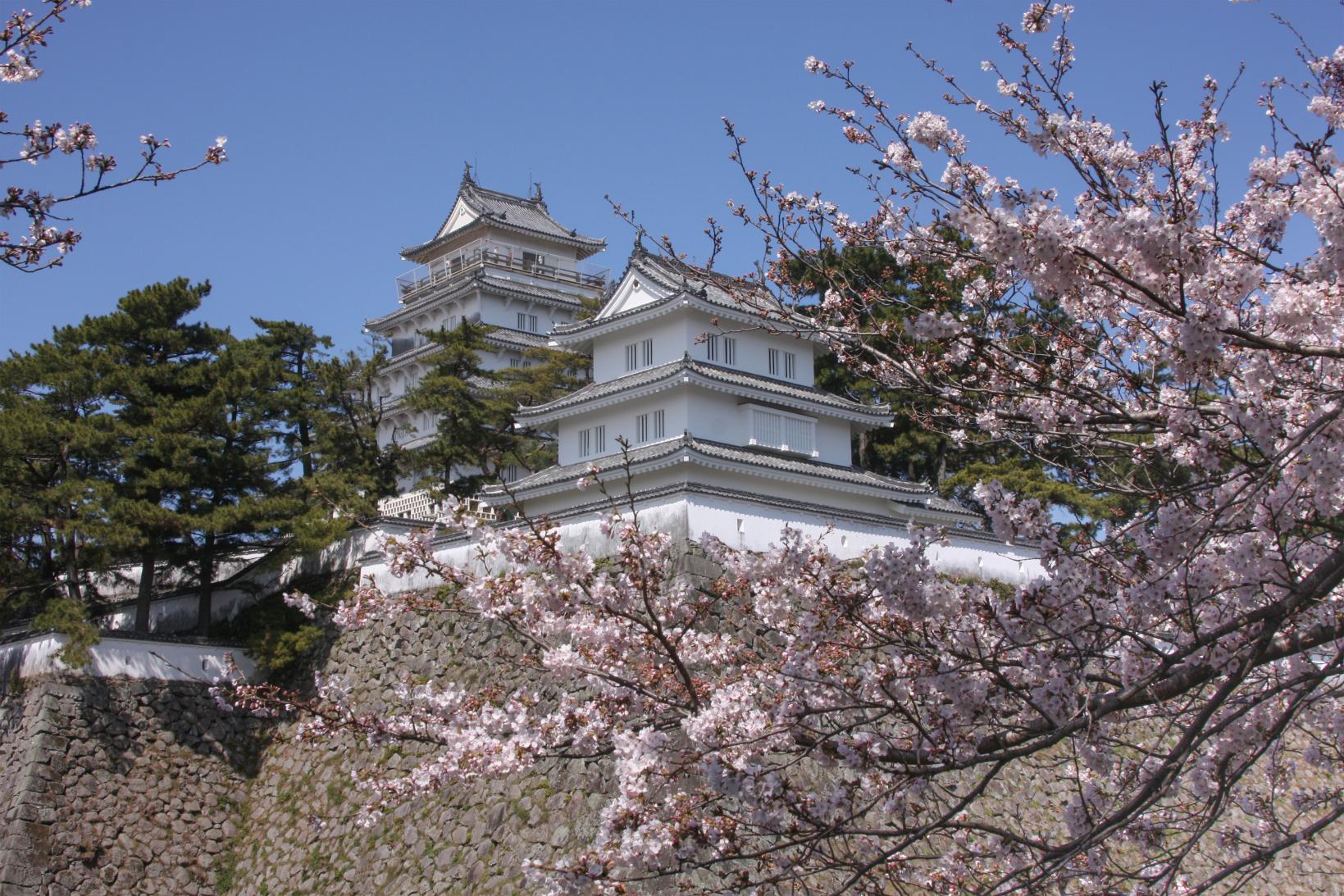 cherry blossoms in spring-0