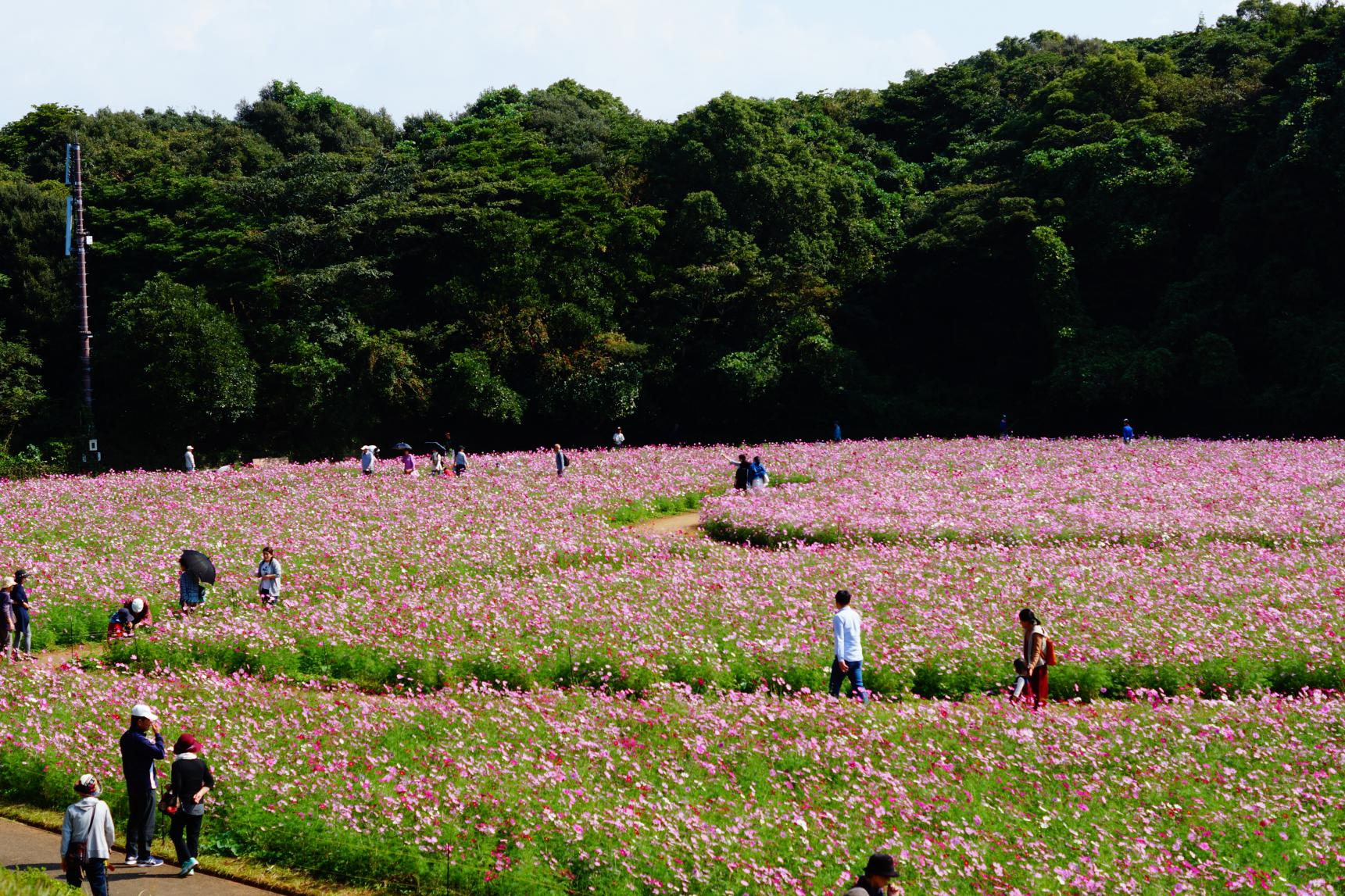 花園-3