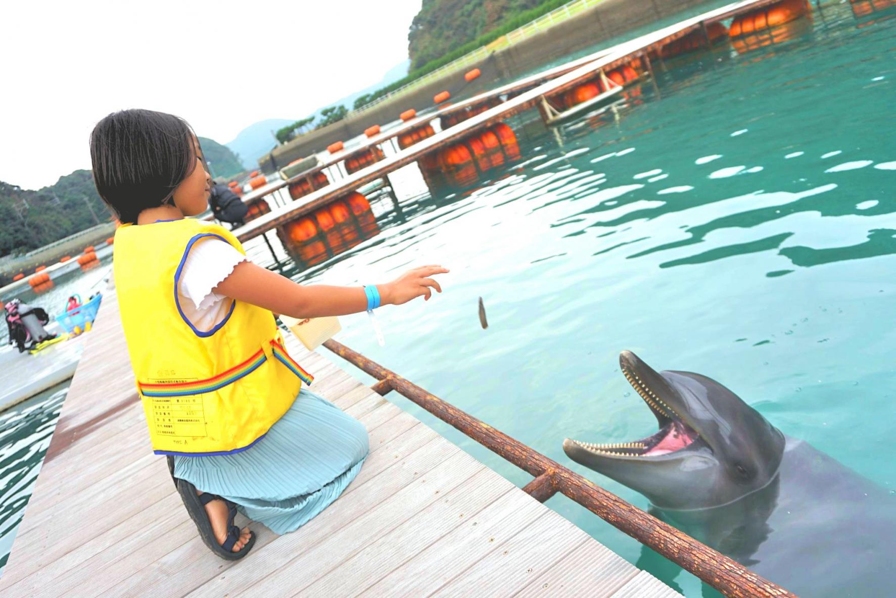 Iki Dolphin Park & Resort Experience Interacting with Dolphins!