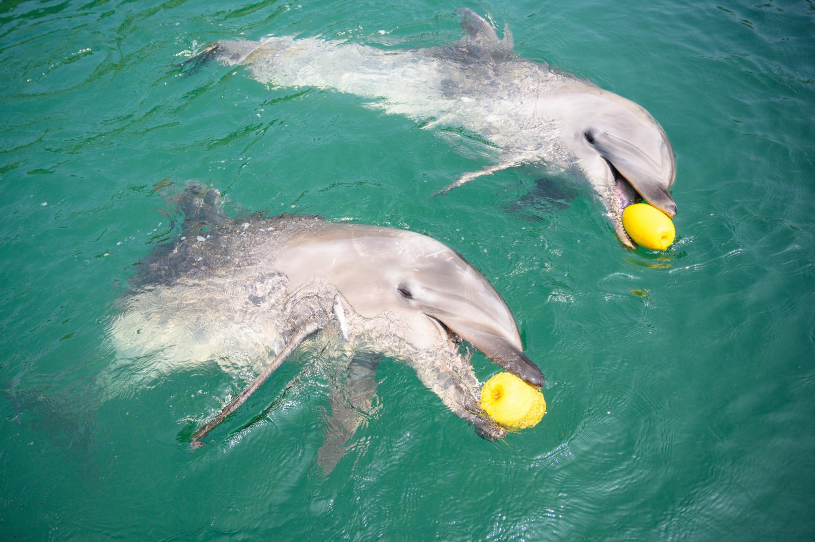 壱岐イルカパーク リゾート スポット 公式 長崎しま旅行こう 長崎の島々の観光 旅行情報ならココ 壱岐イルカパーク リゾート スポット 公式 長崎しま旅行こう 長崎の島々の観光 旅行情報ならココ
