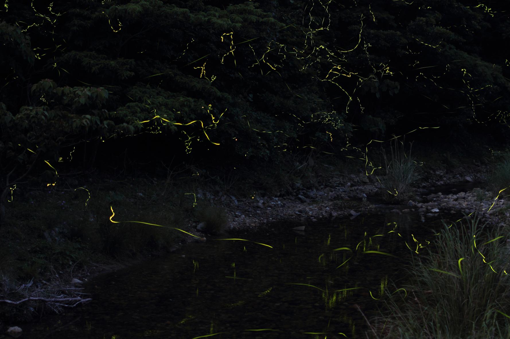 Firefly Festival in Shinkamigoto-4