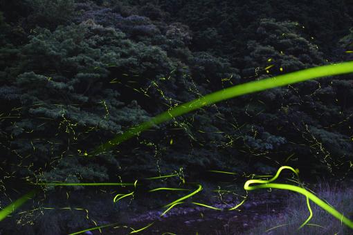 Firefly Festival in Shinkamigoto-1
