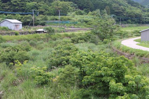 Firefly Festival in Shinkamigoto-4