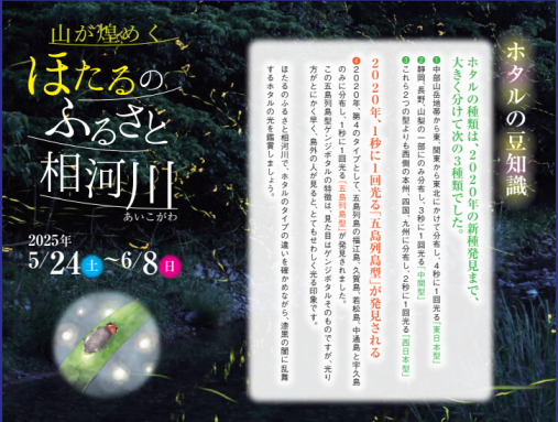 Firefly Festival in Shinkamigoto-2