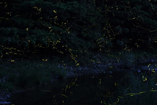 Firefly Festival in Shinkamigoto-3