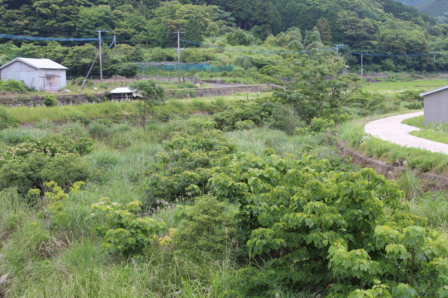 ほたるのふるさと相河川-5