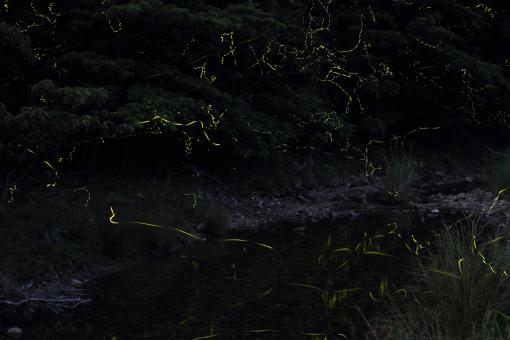 Firefly Festival in Shinkamigoto-3