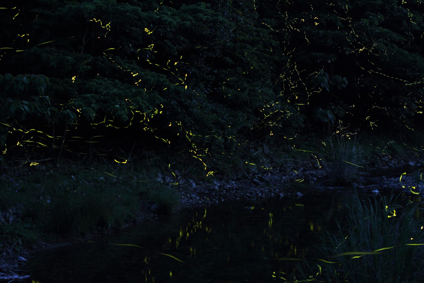 Firefly Festival in Shinkamigoto-2