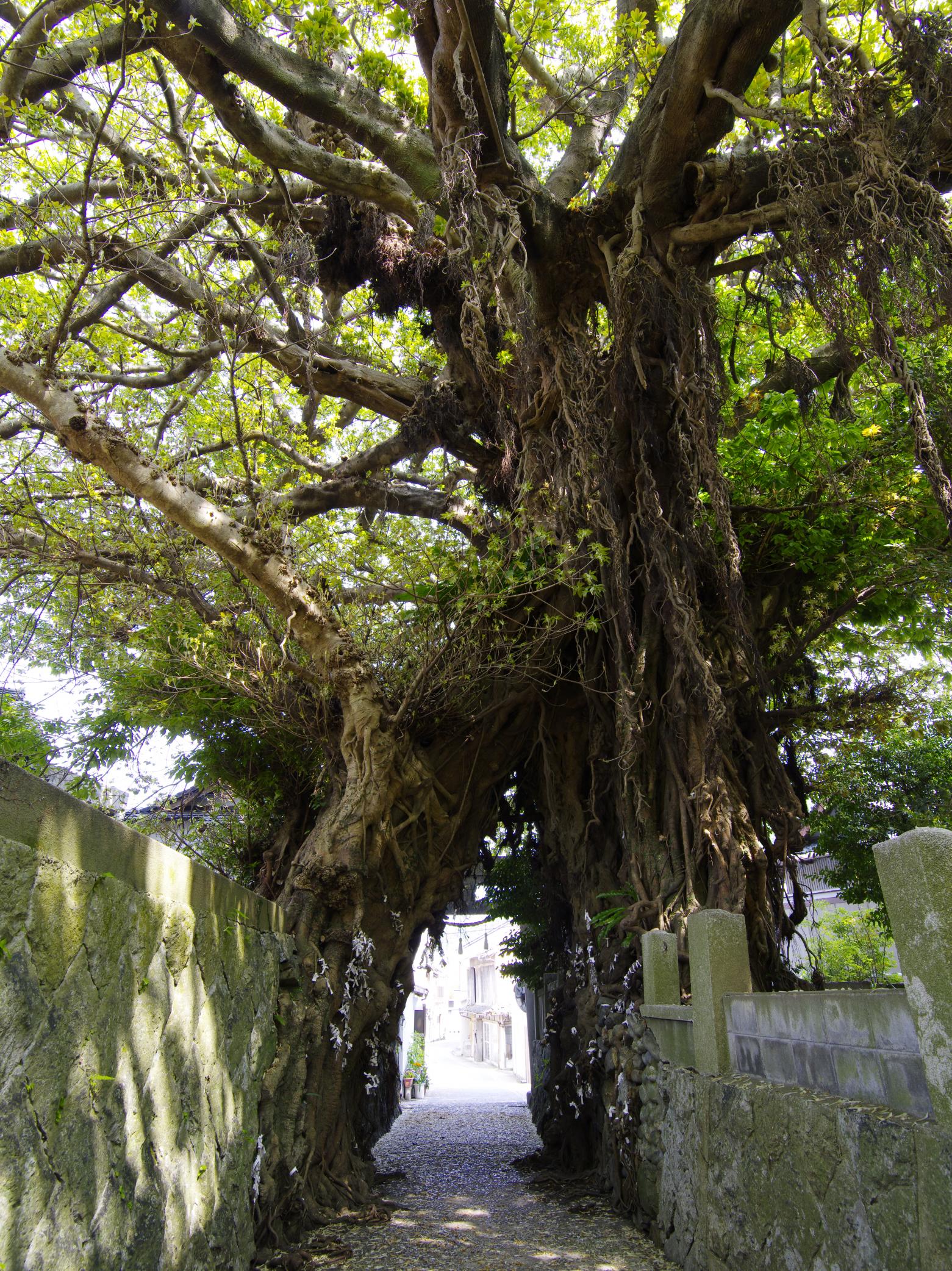奈良尾のあこう樹 （国天然記念物）-0