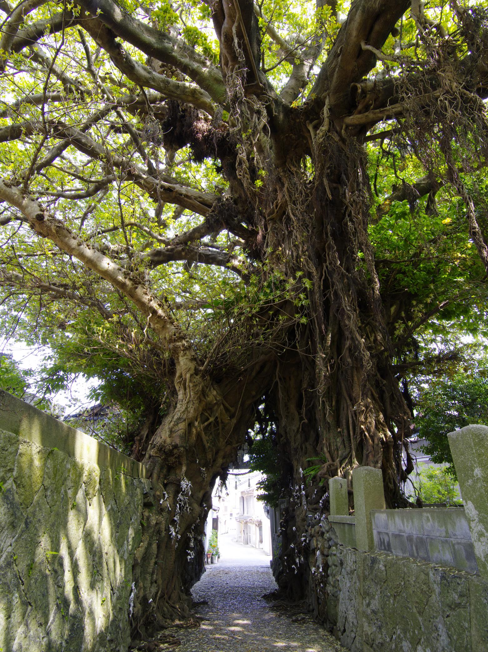 Narao Ako Tree (Nationally Designated Natural Monument)-1