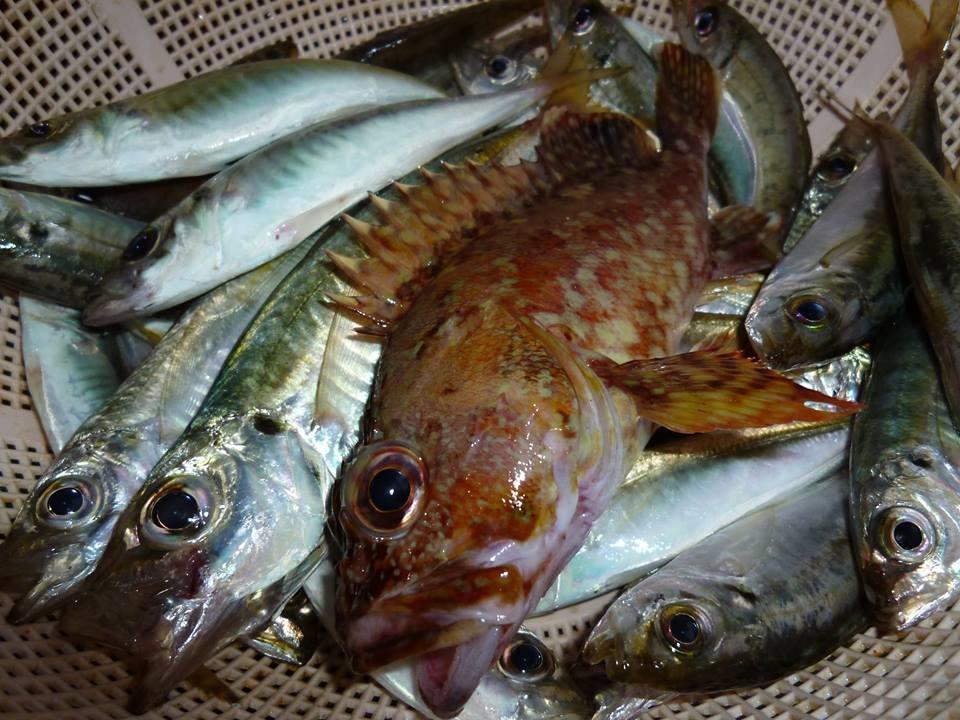 磯遊び、魚釣り（新上五島町）-1