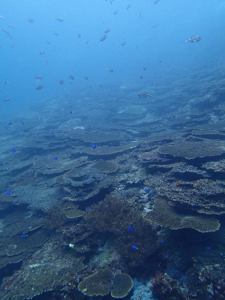 A Walk Underwater in Kamigoto (Boat Diving)-3